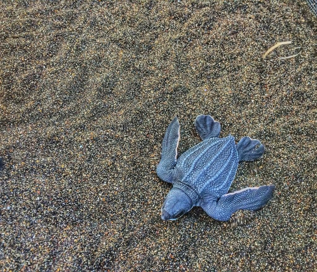 Baby leatherback, photo credit melissaleia