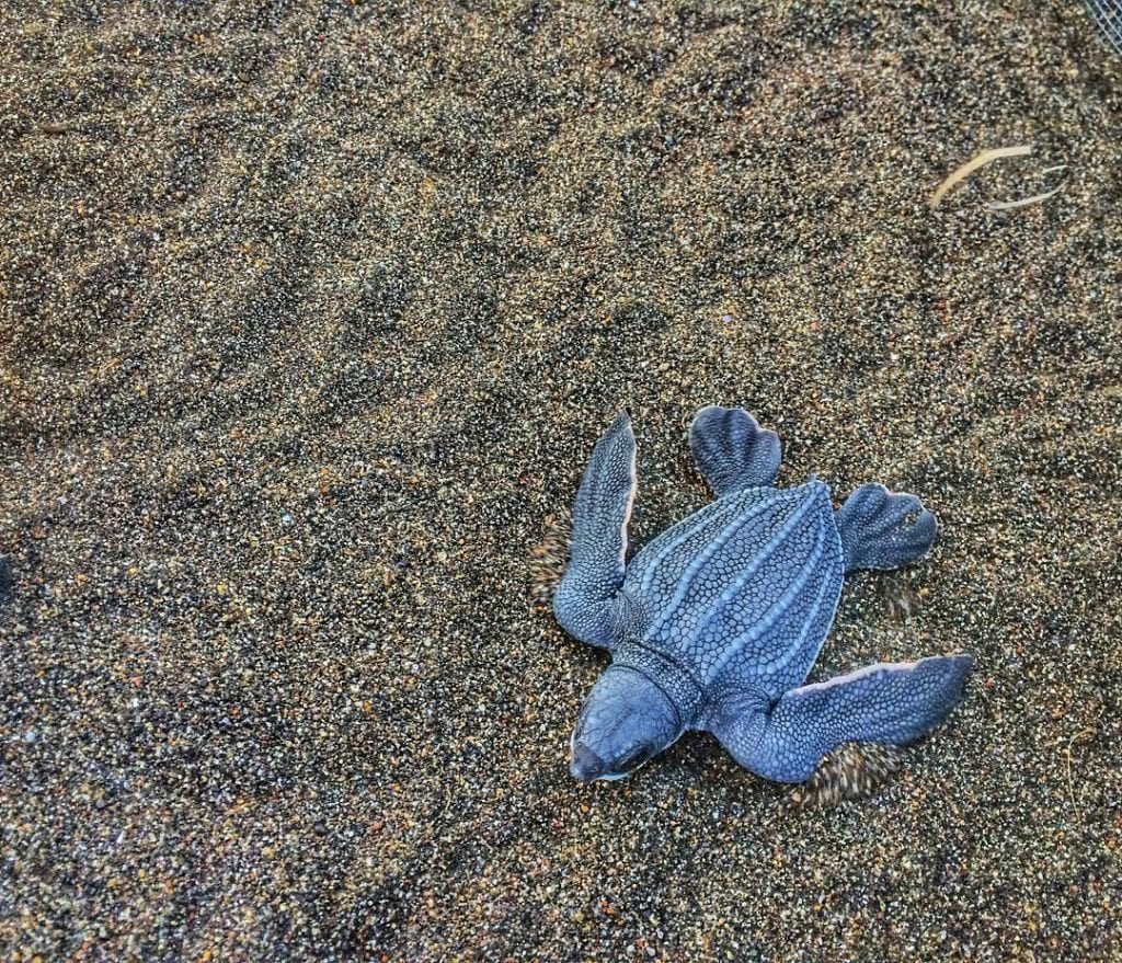 Baby leatherback, photo credit melissaleia