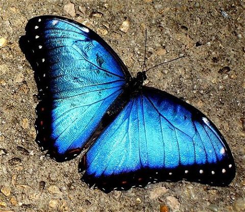 Blue Morpho, photo credit deborah_grecco.