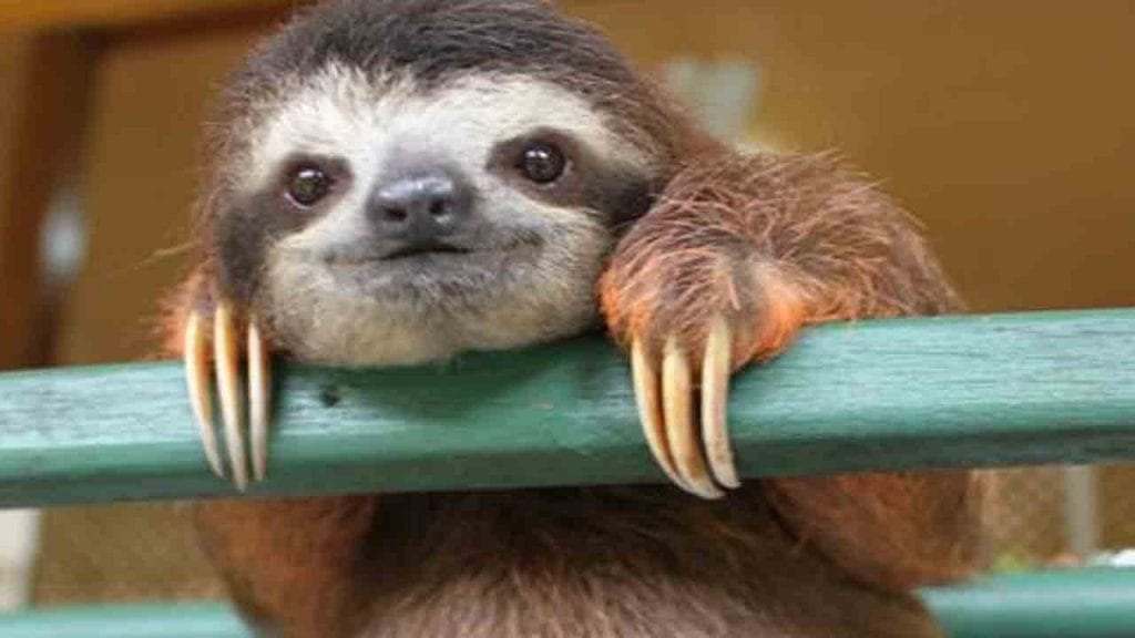 Three fingered sloth, photo credit Wikimedia.
