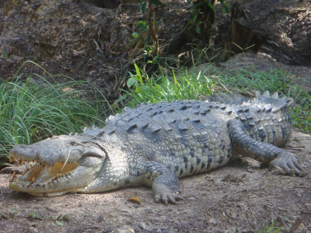 Large American Crocodile, photo credit Wikimedia.