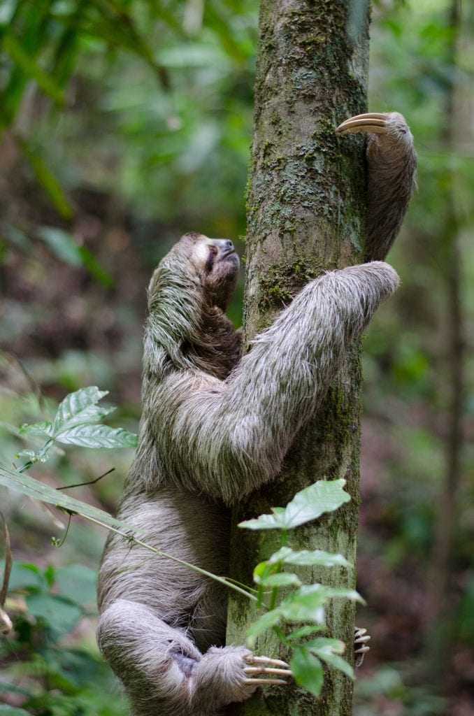 Three fingered sloth climbing tree, photo credit unsplash.