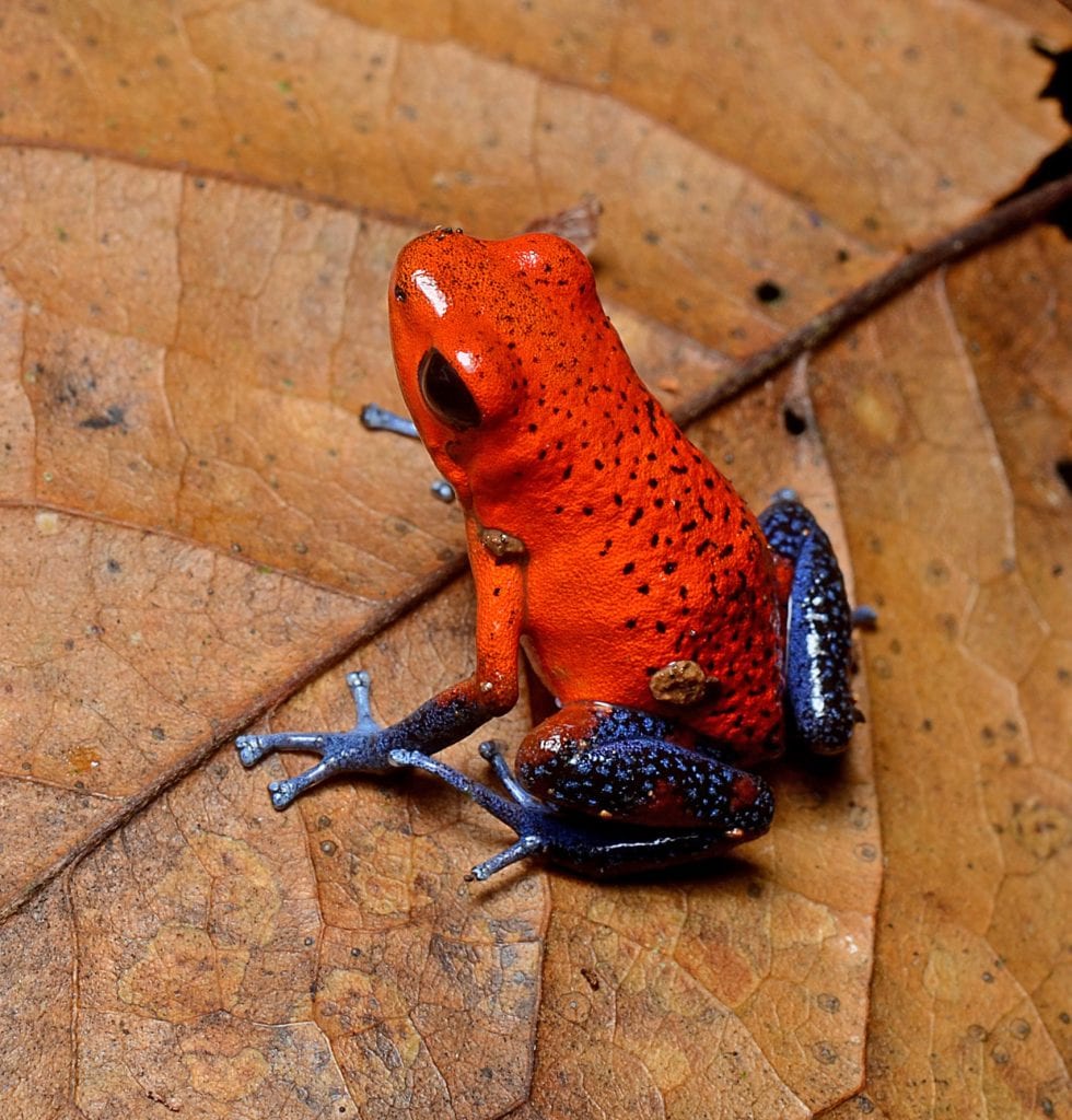Strawberry dart frog, known as "Blue Jeans" frog, photo credit wikimedia.