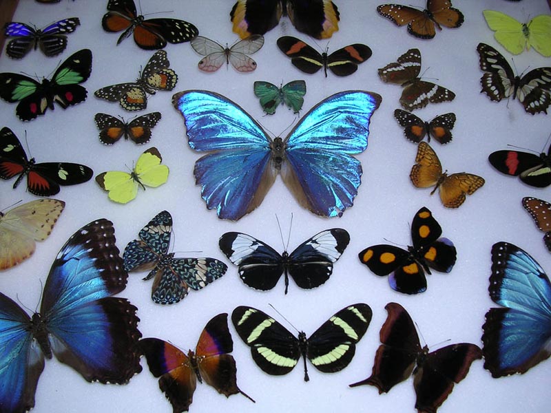 Butterflies at Veragua Rainforest in Costa Rica Caribbean
