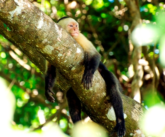 Cabo Blanco Nature Reserve Costa Rica