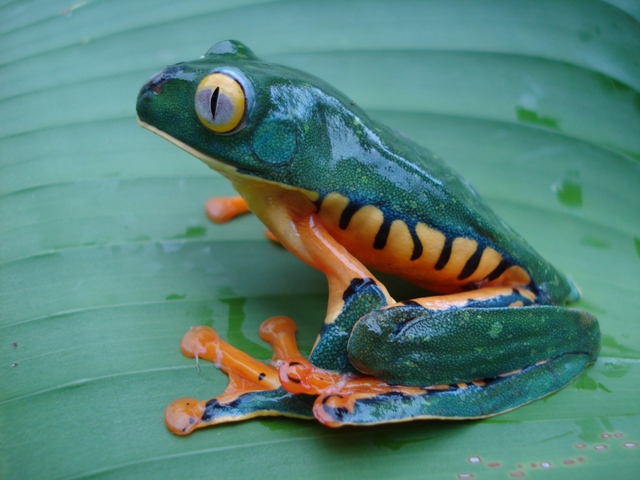 Tiger Frog at Veragua Rainforest in Costa Rica Caribbean