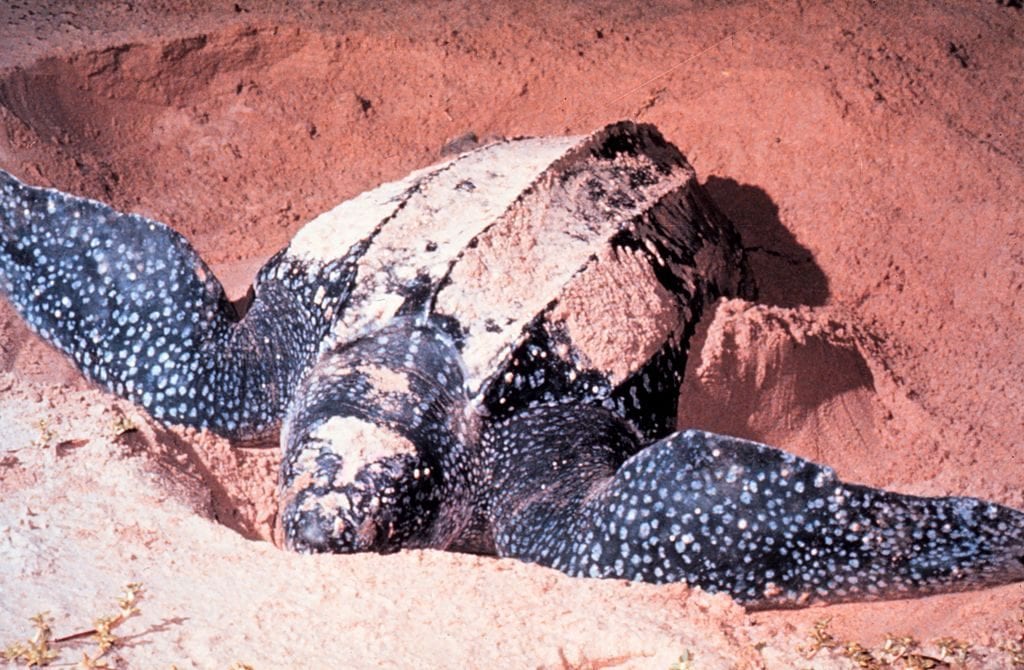 Leatherback turtle, image Wikimedia.
