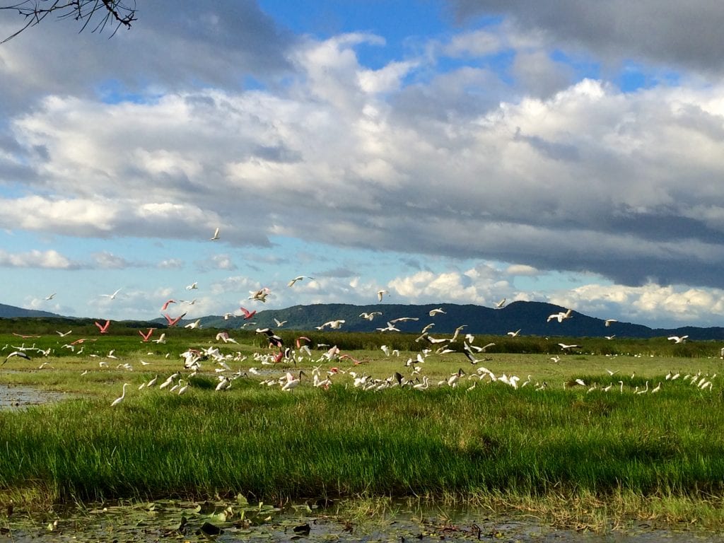 Variedad de aves disfrutando de los humedales. Foto cortesía Rancho Humo.