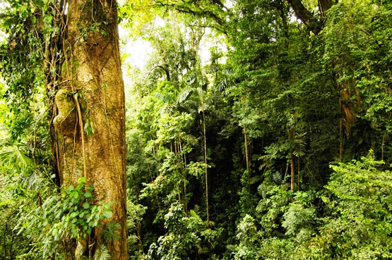 Veragua Rainforest in Costa Rica Caribbean