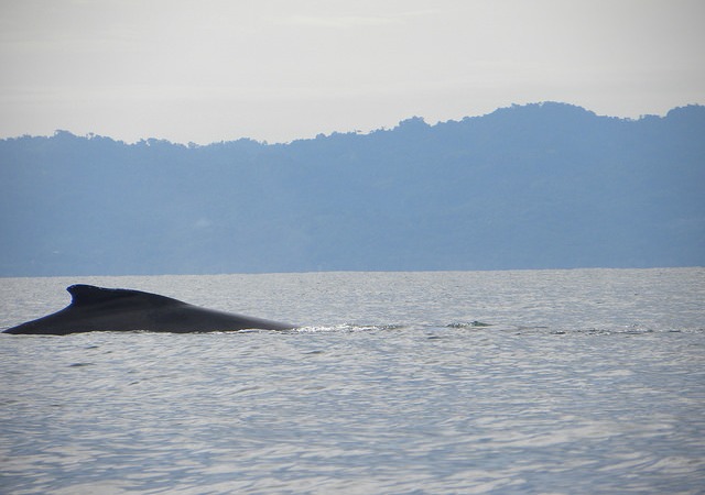 Humpback whale in Golfo Dulce Costa Rica