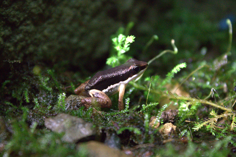 Veragua Rainforest frog Costa Rica