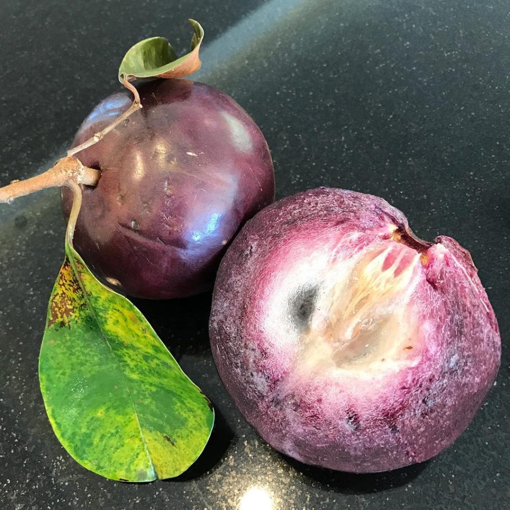 Caimito or Star Apple, tropical fruit found in Costa Rica. Photo credit @denisselashley