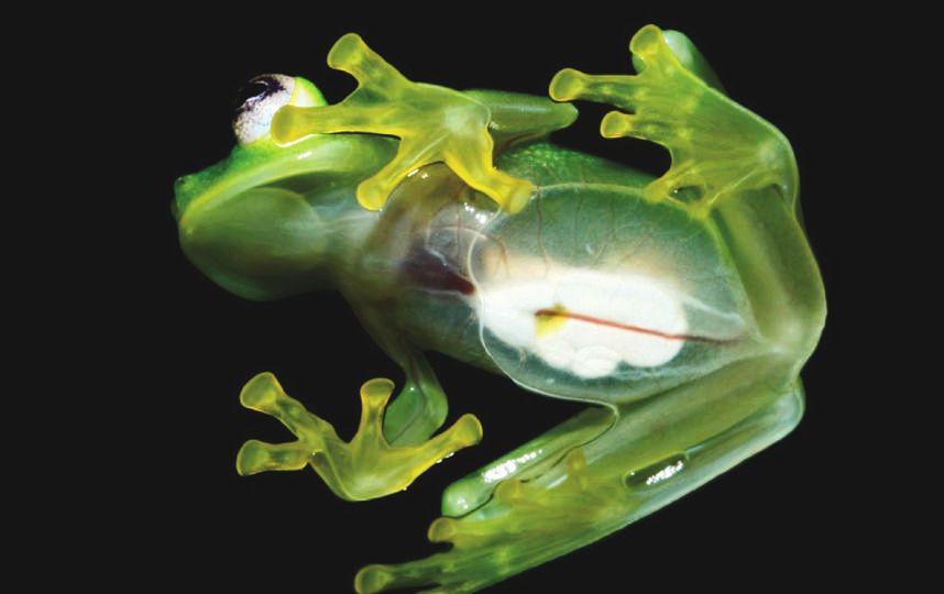 Frog research in Costa Rica
