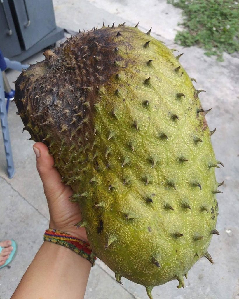 Guanabana, tropical fruit found in Costa Rica. Photo credit @yessier