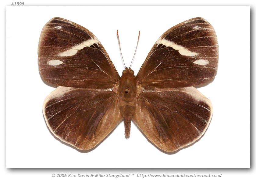 Butterfly Dynastor macrosiris strix, image courtesy of Butterflies of America