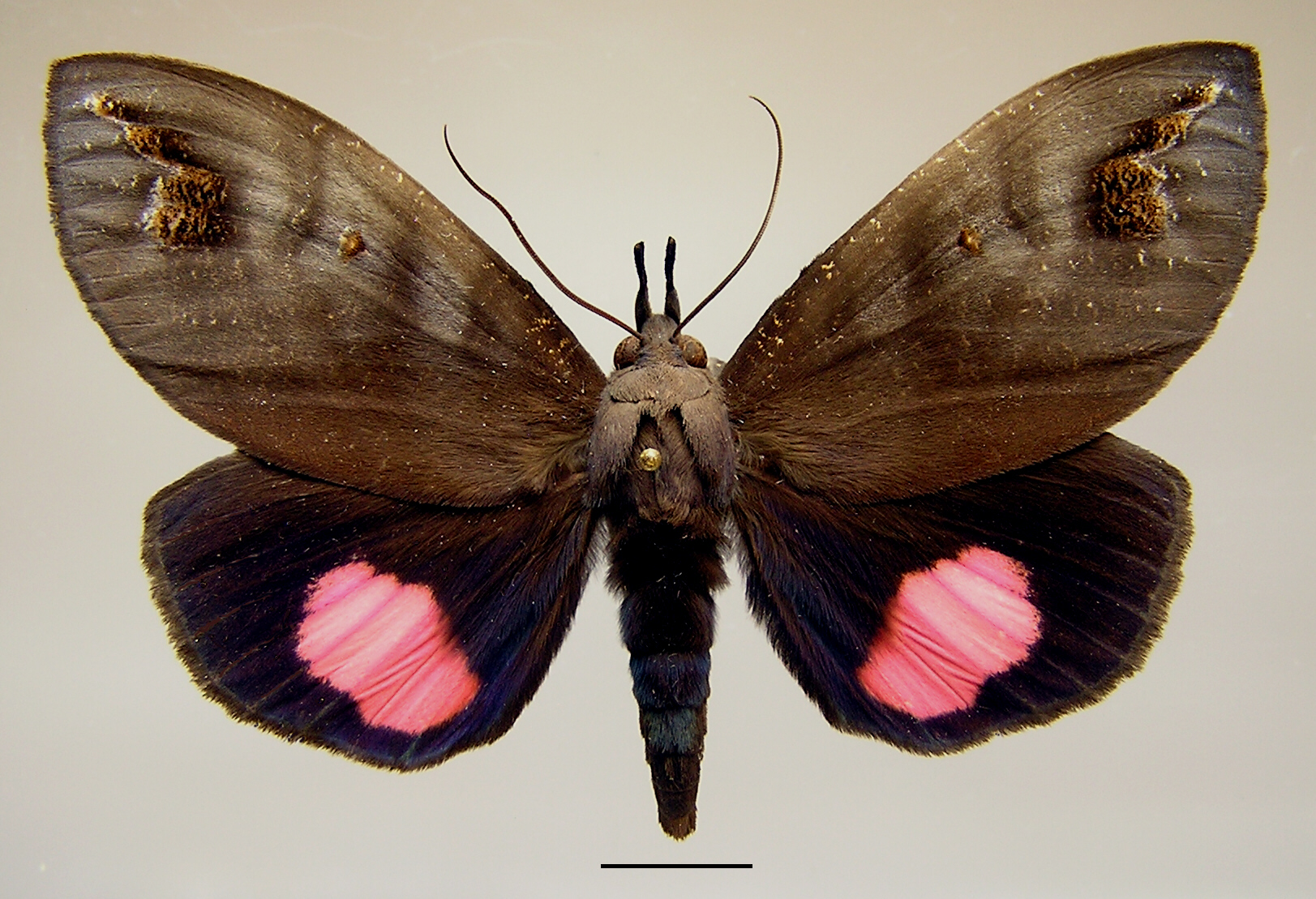 Butterfly Tetrisia florigera