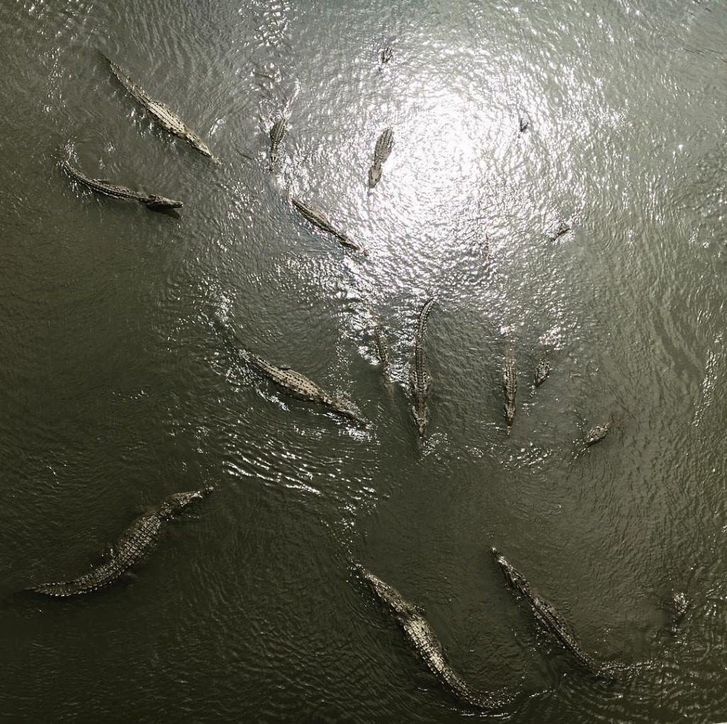 Cocodrilos en el Río Tárcoles, foto por @fbrzglrs.