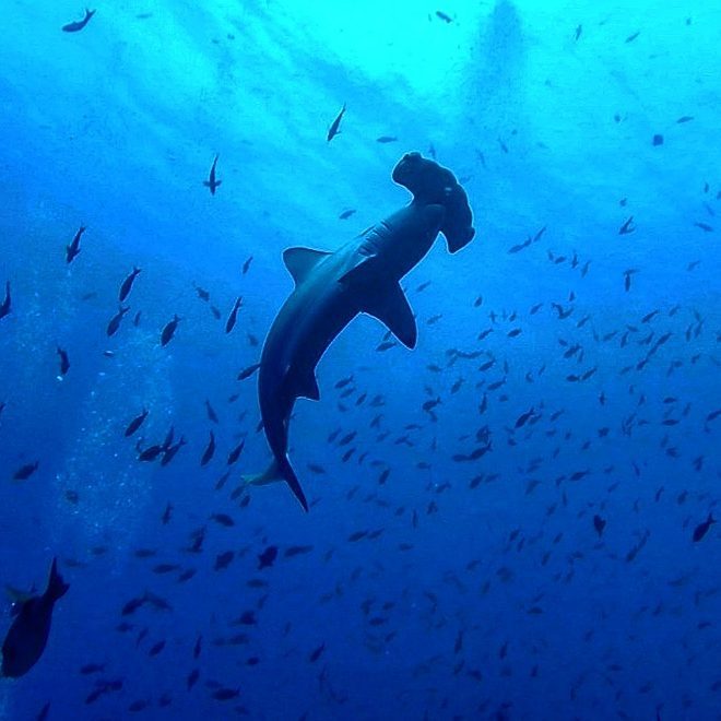 Hammerhead shark at Cocos Island photo credit @theyellowpassportblog.