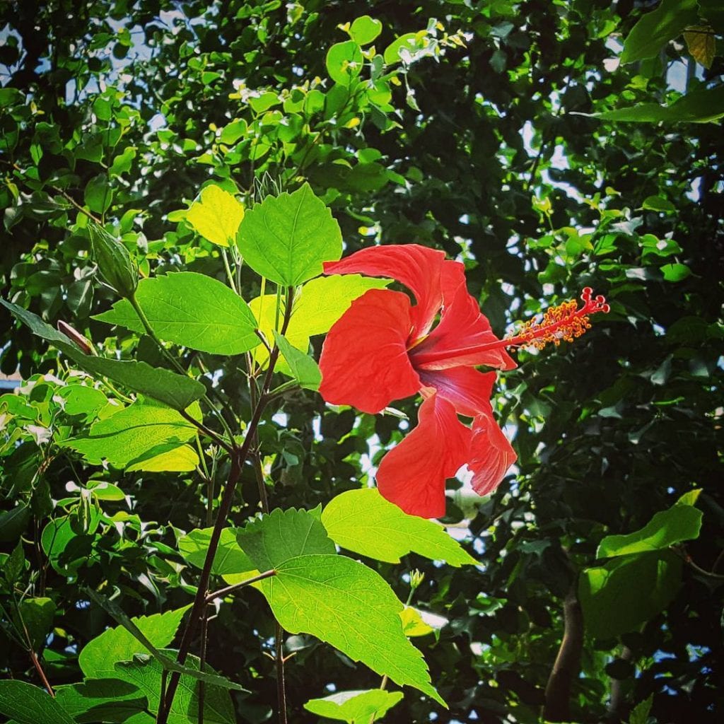 Arbusto de Amapola, foto por #loris_dream.