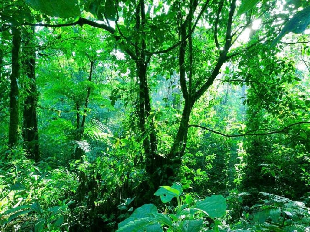 Bluish Green Rainforest at Sensoria. Photo credit Sensoria.
