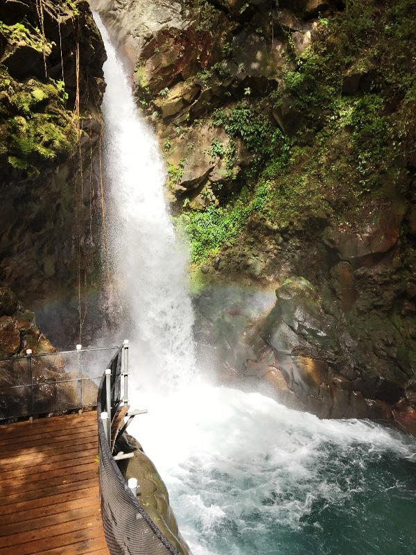 Waterfall Oropendula at Rincon de la Vieja