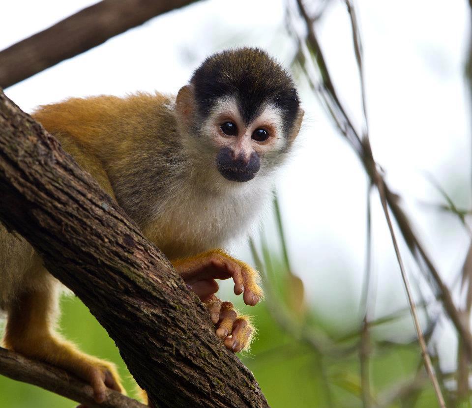 Costa Rica wildlife