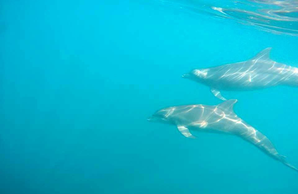 Dolphins Golfo Dulce
