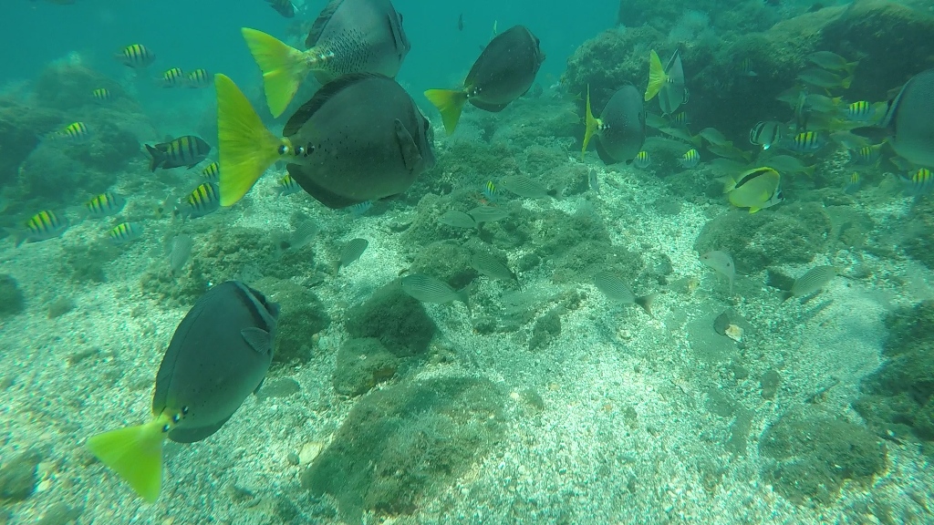 Snorkeling in Costa Rica