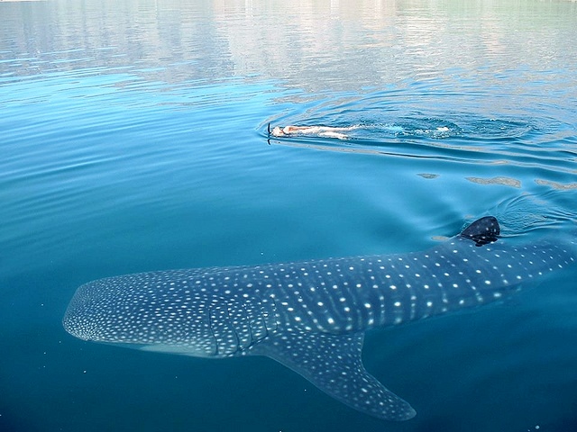 Whale shark snorkeling Nicuesa Rainforest Lodge