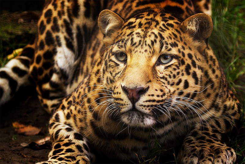 Jaguar, image by Denis Van Linden