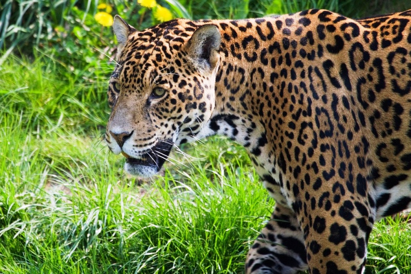Jaguar, image by John Rawnsley