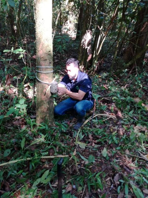 Jaguar conservation in costa rica