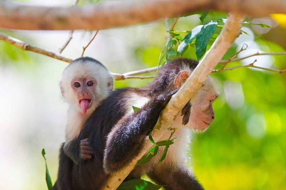 Rincon de la Vieja National Park Costa Rica monkeys