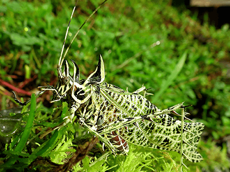costa rica insects