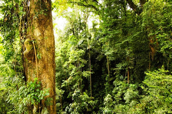 Veragua rainforest