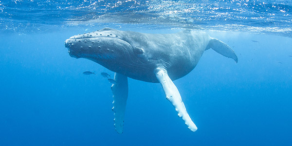 Humpback Whale, photo courtesy of National Wildlife Federation