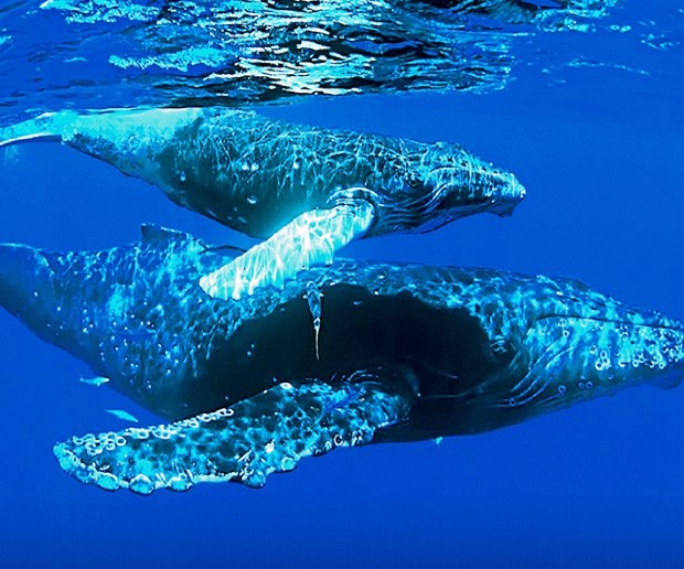 Humpback Whales, photo courtesy of Teletica