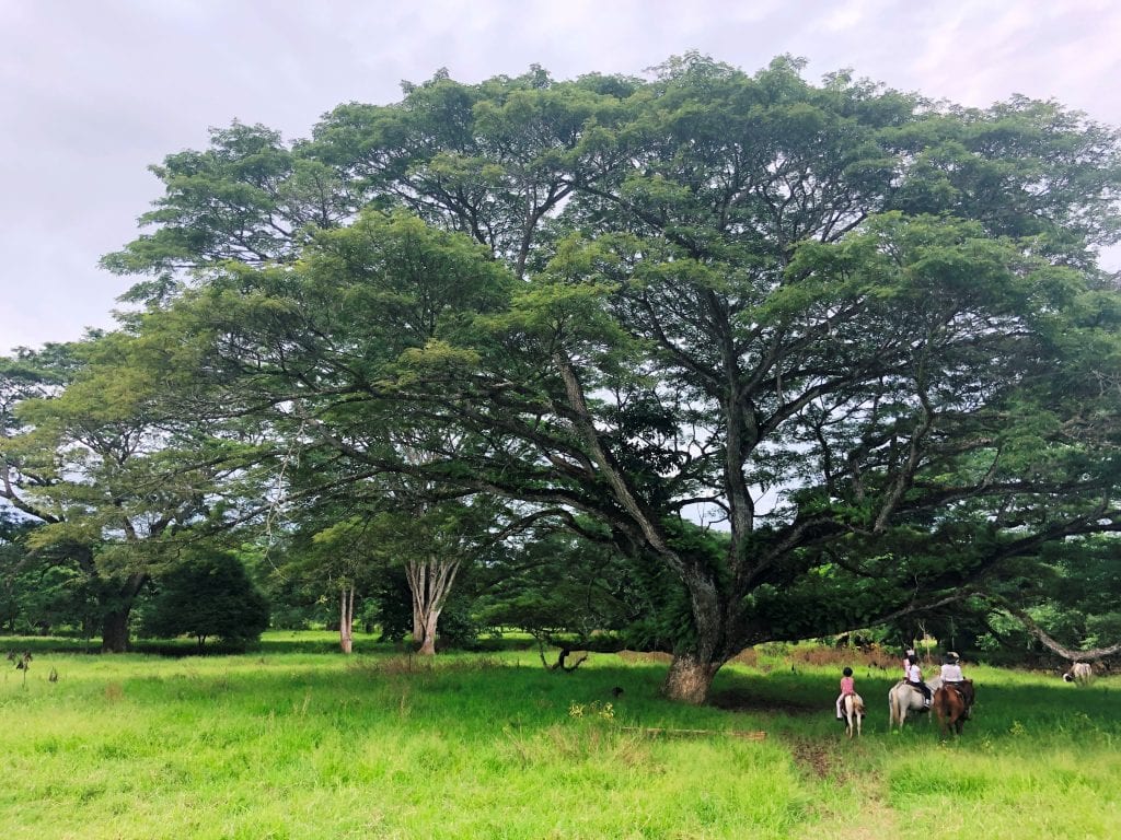 Hacienda Ario Tours