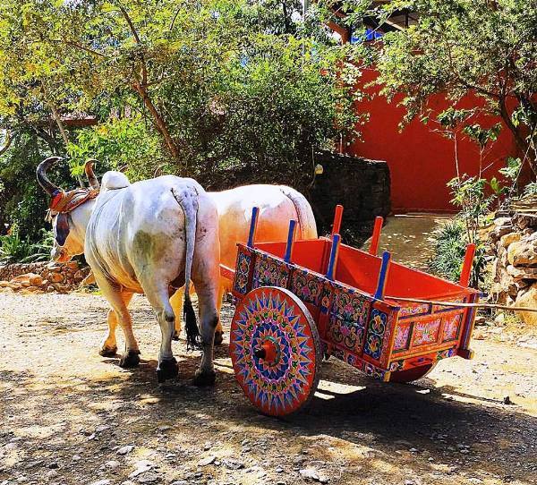 Oxcart at Hacienda Guachipelin