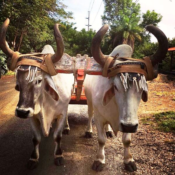 Oxcart at Hotel Hacienda Guachipelin in Costa Rica