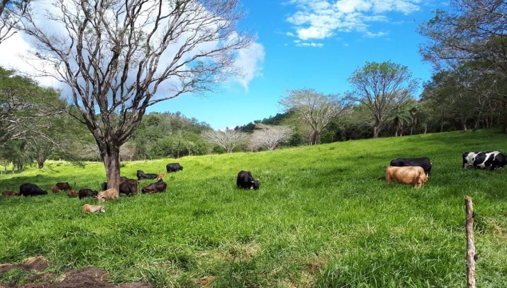 Hacienda Guachipelin farm