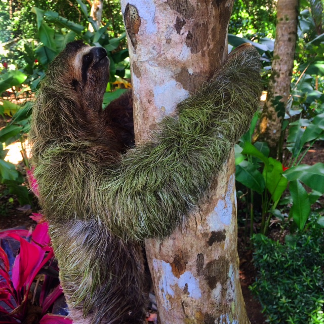 Sloths in costa rica