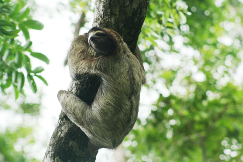 Sloths in the rainforest