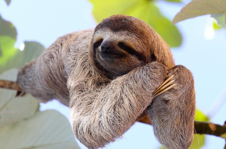 Sloth in Costa Rica