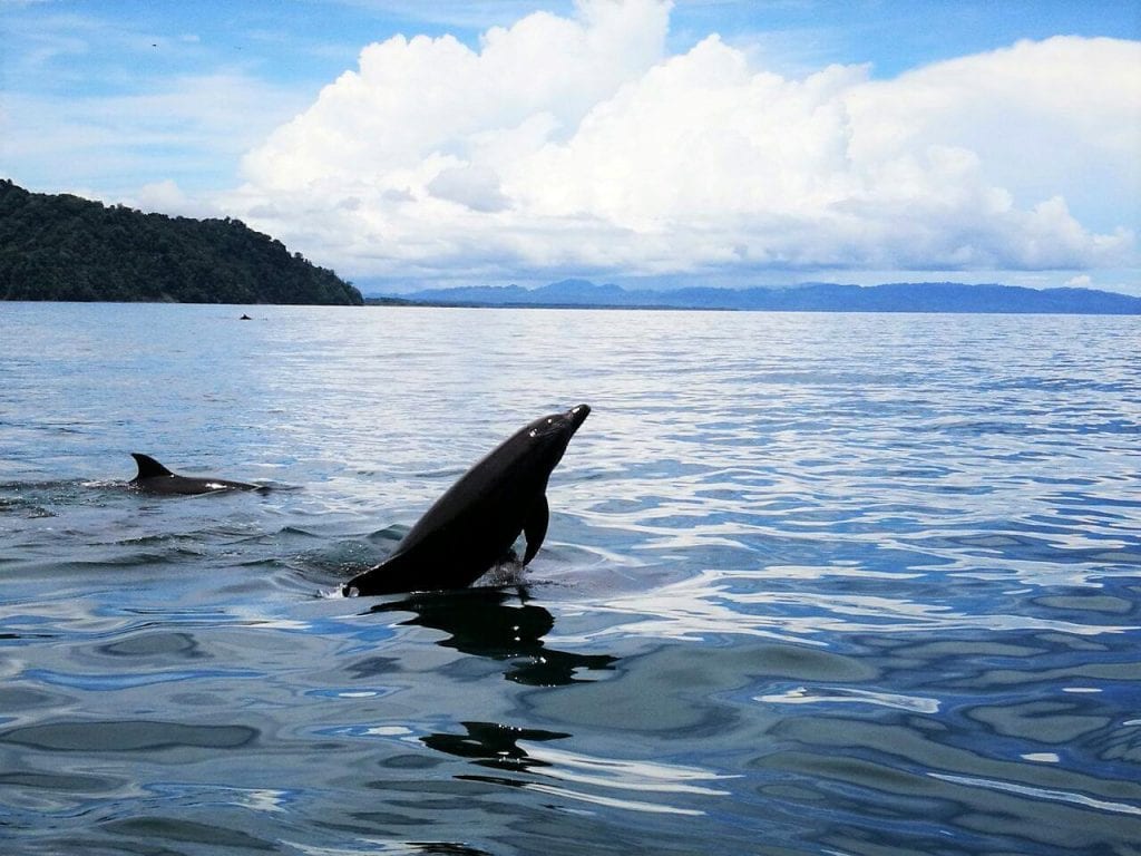 Dolphins at Nicuesa Lodge, Golfo Dulce